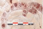 Foto (Detailansicht) von Engelhardtia sp. (NHMW-GEO-2024-0188-11457)
